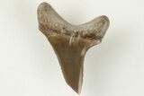 Fossil Shark (Cretodus) Tooth - Carlile Shale, Kansas #203295-1